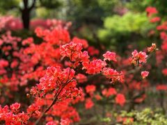 -上海滨江森林公园
