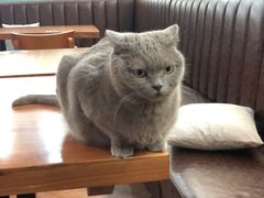 -猫小院猫主题餐厅(三里屯店)