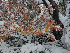 -黑孩油栗皇(南阳路店)