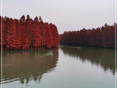 -上海海湾国家森林公园