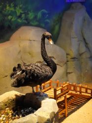 -酷嗒动物文化乐园(cutezoo西溪乐天城店)