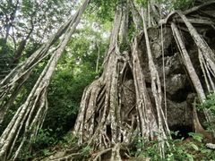 -中国科学院西双版纳热带植物园