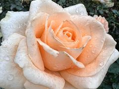 -人民公园(罗湖区)