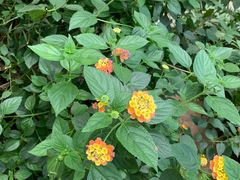 -南宫五洲植物乐园