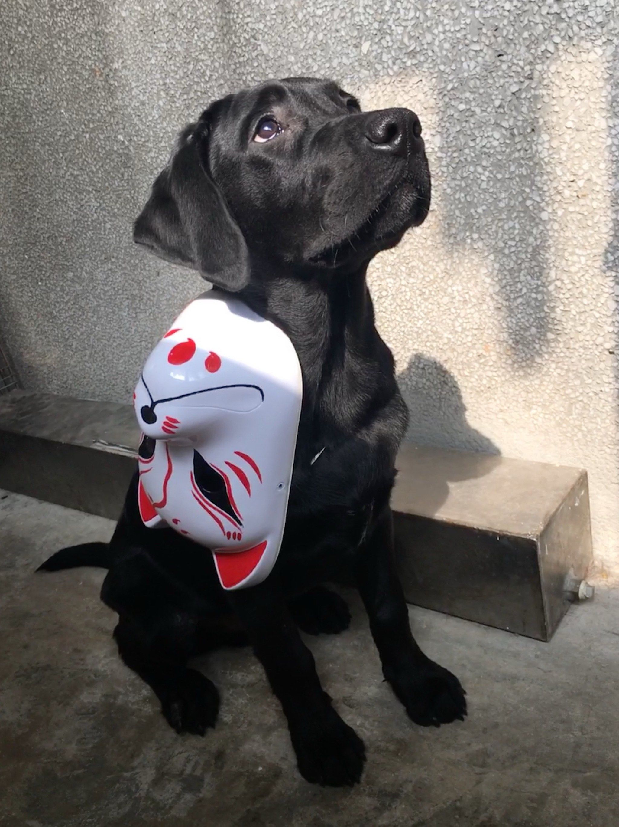 给狗自安排的春日写真