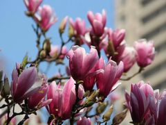 -重庆市江北嘴中央商务区中央公园