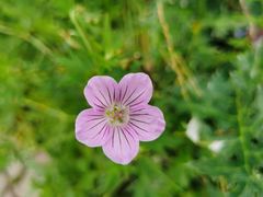-白草畔自然风景区