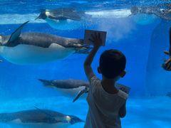 -海合安成都极地海洋公园