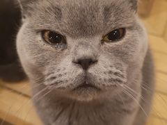 -猫的茶·猫咖