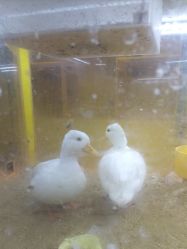 -神奇动物撸宠馆·羊驼·小浣熊·异宠(豫园店)