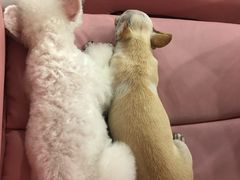 -胡记饭店(保工街店)