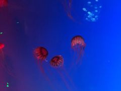 -芜湖新华联大白鲸海洋公园