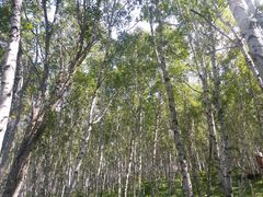 -塞罕坝国家级自然保护区