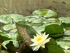 -陈家山荷花公园
