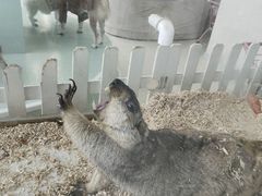 -怪兽屋·羊驼·猫咖·狗咖(俊华广场店)