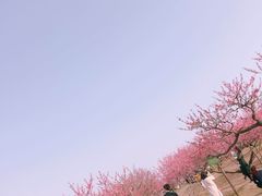 -秀丽东方