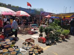 -中环花鸟鱼虫市场