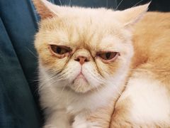 -平行世界·猫咖(首经贸店)