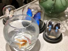 -小豆海棠(嘉兴路店)