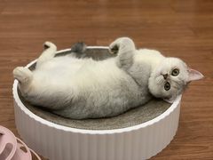 -lincat·猫舍(广州店)