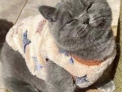 -喵zoo家庭繁育猫舍(尖东智能花园店)