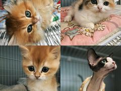 -翊宠yipet猫狗购宠庄园犬舍•猫舍