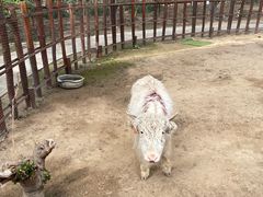 -呀路古热带植物园