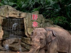 -深圳野生动物园