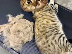 -PETKIT 小佩宠物·低压洗护·美容·寄养(安远店)