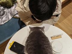 -滚猫咖啡·猫咖·猫友好撸猫(未来城店)