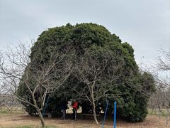 -天适樱花悠乐园