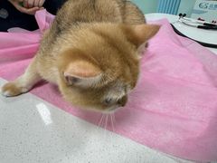-北京观赏动物医院·24小时大型综合·猫专科·异宠专科