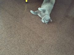 -贝康宠物医院·犬猫全科·小动物特色诊疗中心(东环路店)