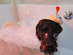 -喵汪宠物生活馆(涞坊路店)