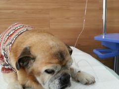 -爱侣宠医·鹦鹉专科·小型哺乳类·异宠专科(灵石路店)