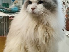 -楼上猫咖(罗湖店)
