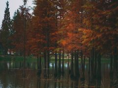 -白鹭湾湿地公园