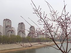 -桃花堤公园