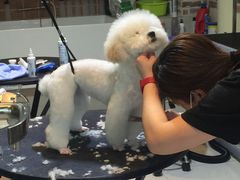 -Oh My Dog宠物沙龙(伊珊娜皮毛护理店)