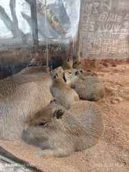 -Zoolung Zoolung动物主题公园(海信广场店)