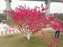 -秀丽东方