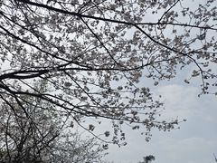 -南山植物园