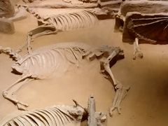 -洛阳周王城天子驾六博物馆