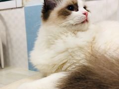 -喵的天空名猫咖啡馆·撸猫·猫舍·用品