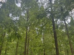 -黄海国家森林公园