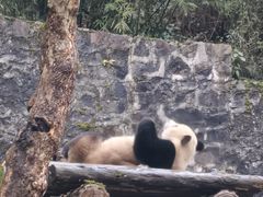 -都江堰中华大熊猫苑