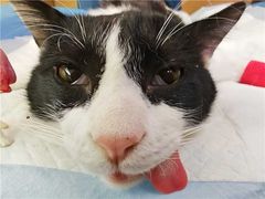 -艾贝尔宠物医院·24H转诊中心·肿瘤猫专科(江宁双龙店)