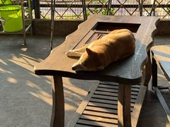 -柴犬高等学院·狗咖·柴犬售卖·宠物训练