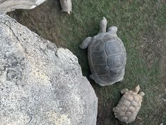 -广东惠东海龟国家级自然保护区