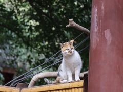 -龙华寺